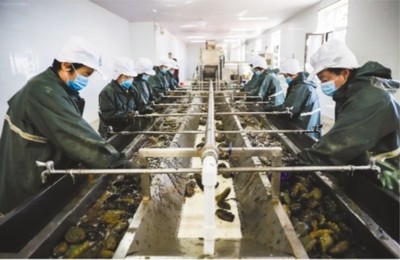 大連市 做強(qiáng)優(yōu)勢農(nóng)業(yè)產(chǎn)業(yè)，筑牢鄉(xiāng)村振興之基